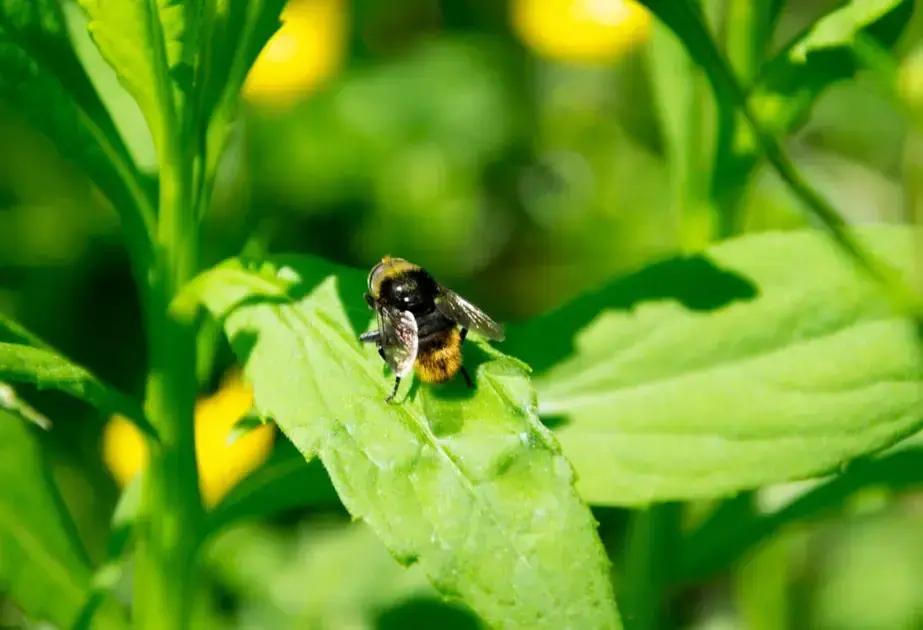 8 Exemplos de Controle Biológico que Transformam a Agricultura