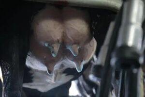 8 Fatores Cruciais sobre a Vaca Seca na Pecuária