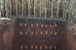 8 Fatos Fascinantes sobre as Raízes de Minas que Você Precisa Saber