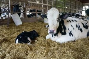 8 Fatos Importantes sobre a Vacina Clostridiose Bovina