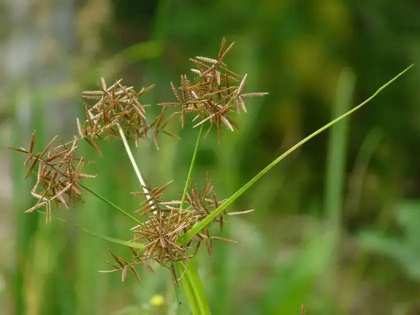 8 Herbicidas Eficazes para Combater a Tiririca no Campo