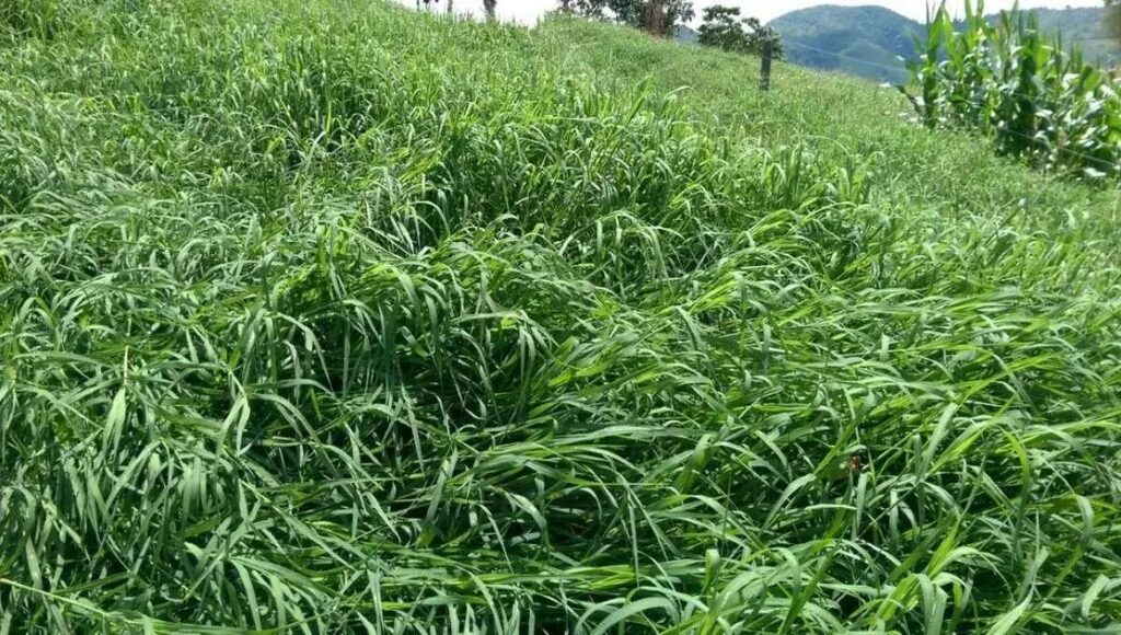 8 Métodos Eficazes para Matar Capim e Melhorar Seu Pasto