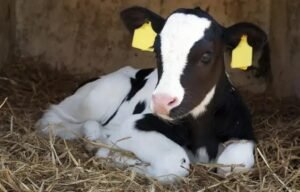 8 Objetivos do Soro Caseiro que Você Precisa Conhecer