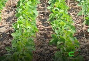 8 Práticas Agrícolas Sustentáveis para um Futuro Melhor