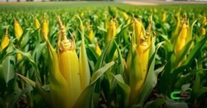 8 Sinais de Deficiência de Potássio no Milho e Como Corrigir