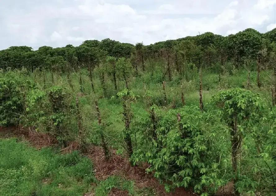 8 Sinais de Plantas Infestadas e Como Combater Pragas