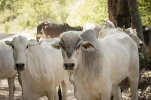 8 Sintomas da Febre Aftosa que Todo Pecuarista Deve Conhecer