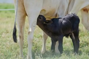 8 Vantagens da Desmama Precoce na Pecuária