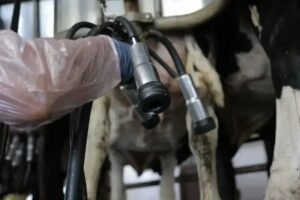 8 Vantagens da Teteira na Criação de Gado Leiteiro