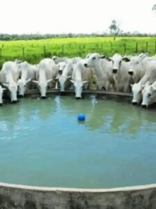 8 Vantagens do Cocho de Água para Gado de Concreto