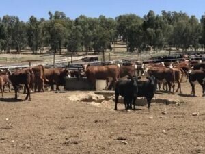 8 Vantagens do Cocho de Água para Gado de Concreto