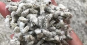 8 Vantagens do Farelo de Algodão na Alimentação Animal