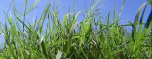 8 Vantagens do Tifton Grama para a Pecuária Brasileira
