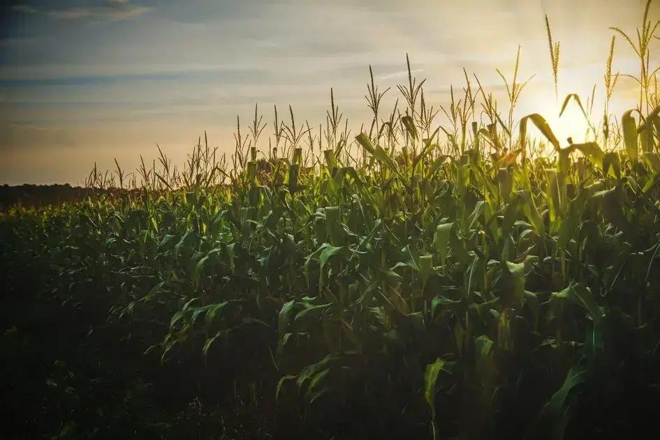 8 Vantagens dos Fertilizantes Nitrogenados para a Agricultura