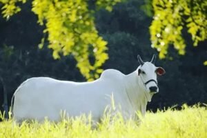 Aditivos Probióticos e Prebióticos: Quando e Como Usá-los