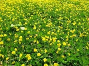 Amendoim Forrageiro: Ideal para Consórcio na Pecuária