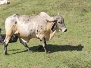 Apetite Depravado em Bovinos: Causas e Prevenção