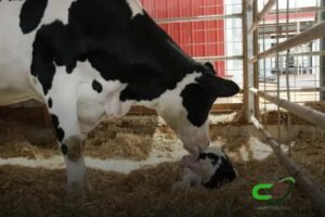 As 8 Principais Doenças que Afetam os Bovinos e Como Prevenir