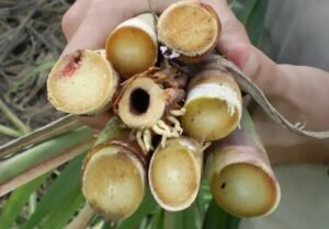 As 8 Principais Pragas da Cana de Açúcar e Como Combatê-las