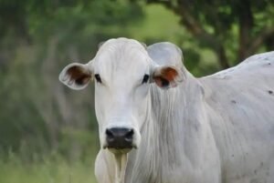 Boi 777: A Revolução na Pecuária Brasileira em 8 Passos