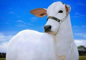 Ceratoconjuntivite Bovina: Causas, Sintomas e Tratamentos