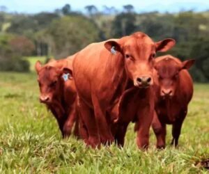 Gado Senepol: Crescimento e Vantagens no Brasil