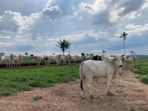 O que é Tips: 8 Dicas Imperdíveis para Você Aproveitar