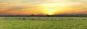 Quantas Cabeças de Gado por Hectare: Guia Completo para Pecuaristas
