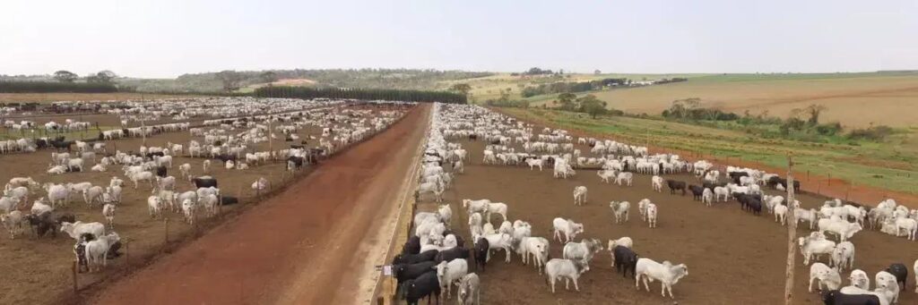 Quantos Bois por Hectare? Descubra a Densidade Ideal para sua Fazenda