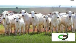 5 Sinais de Acomodação no Preço do Boi Gordo em Alta