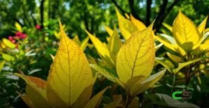 8 Causas Comuns de Folhas Amareladas por Falta de Nutrientes