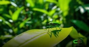 8 Curiosidades sobre o Bichinho Verde Inseto que Você Precisa Saber