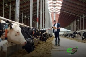 8 Dicas Essenciais sobre a Bula e Dosagem do Borgal