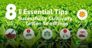 8 Dicas Imperdíveis para Cultivar Mudas de Tifton com Sucesso