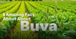 8 Fatos Incríveis sobre a Buva que Você Precisa Saber