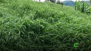 8 Motivos para Usar Roundup para Controlar Grama Indesejada