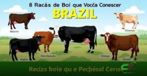 8 Raças de Boi no Brasil que Você Precisa Conhecer