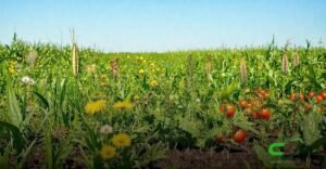 8 Tipos de Erva Daninha que Você Precisa Conhecer