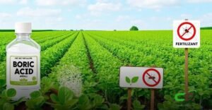 8 Usos do Ácido Bórico na Agricultura que Você Precisa Conhecer