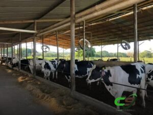 8 Vantagens dos Ventiladores para Compost Barns que Você Precisa Conhecer