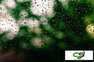 Avanço no Plantio da Soja: 83,3% das Áreas Já Sembradas