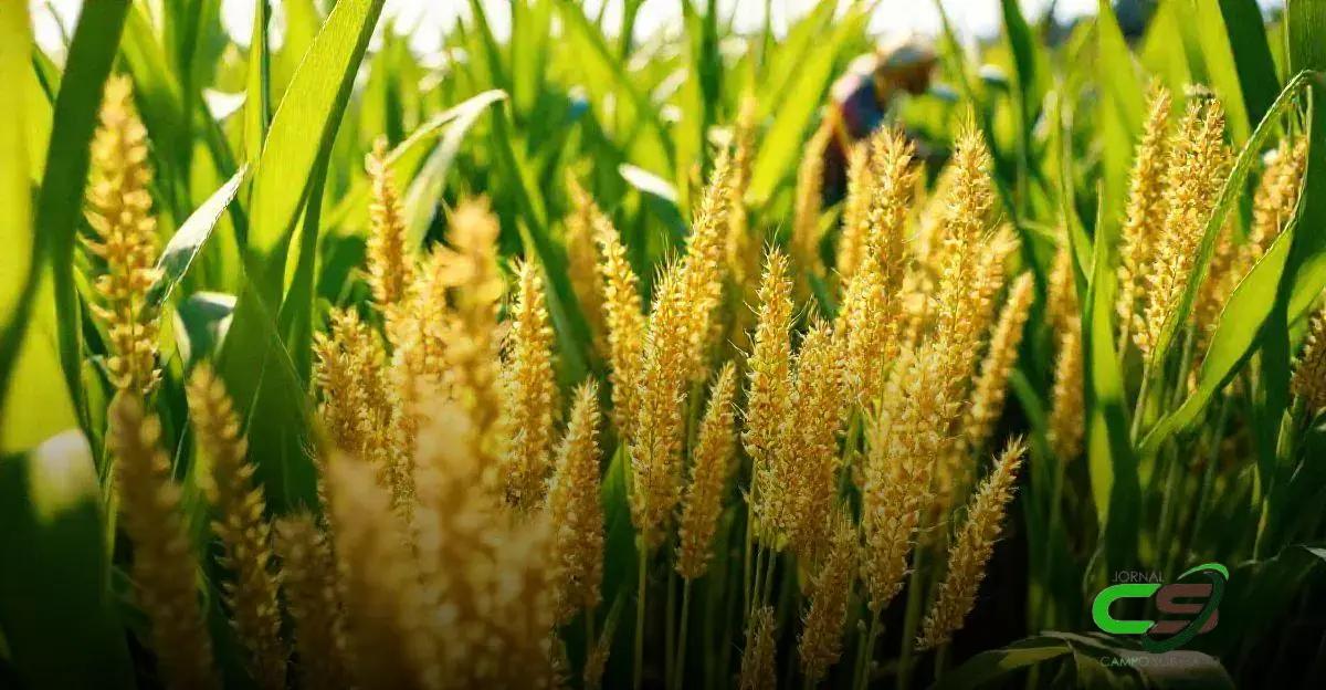 Benefícios nutricionais do sorgo