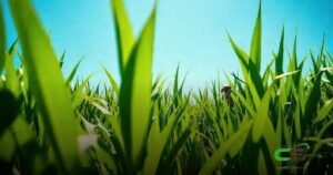 Descubra o que é Canavial e Seus Benefícios para a Agricultura