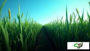 Sorgo BRS Ponta Negra: O que Você Precisa Saber Agora