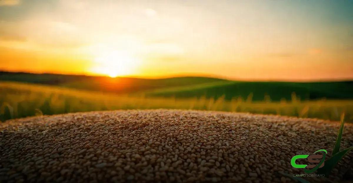 Sorgo em grãos como ração animal