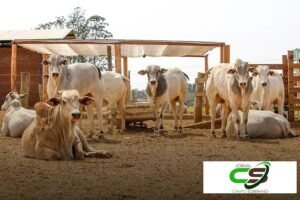 Verminoses na Pecuária: Prejuízos de US$ 7 Bilhões e Como Controlar