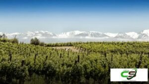 5 Maneiras como os Extremos Climáticos Impactam a Produção de Vinhos