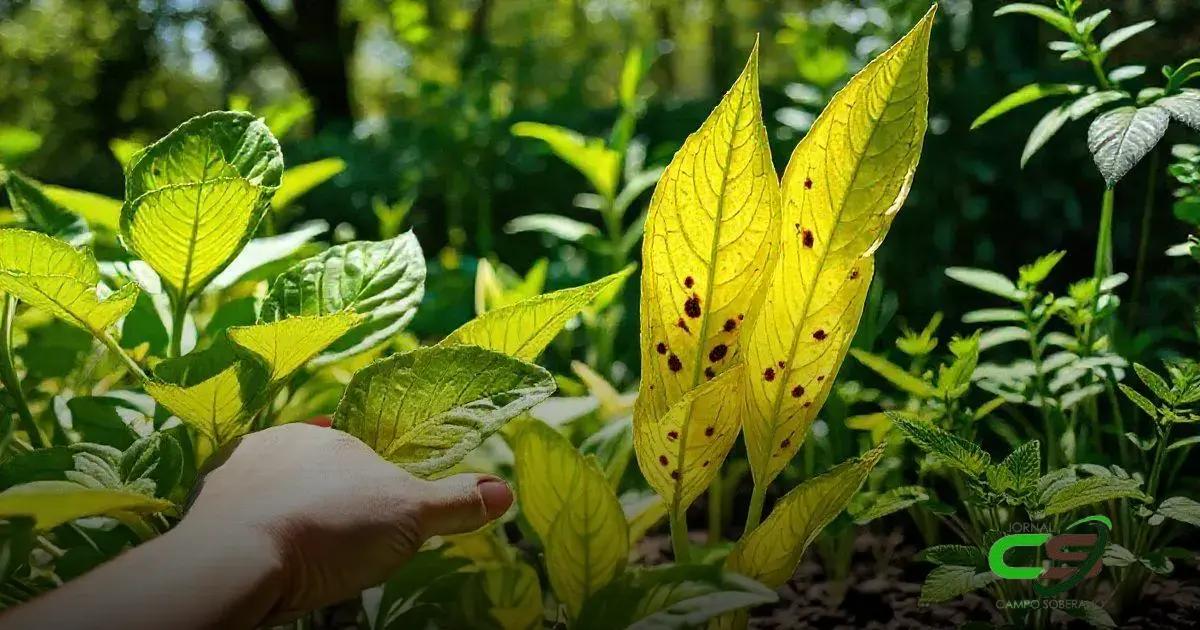 Causas Comuns da Deficiência de Manganês