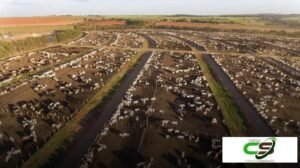 Confinamento de Bovinos: Crescimento de 17,9% em 2024