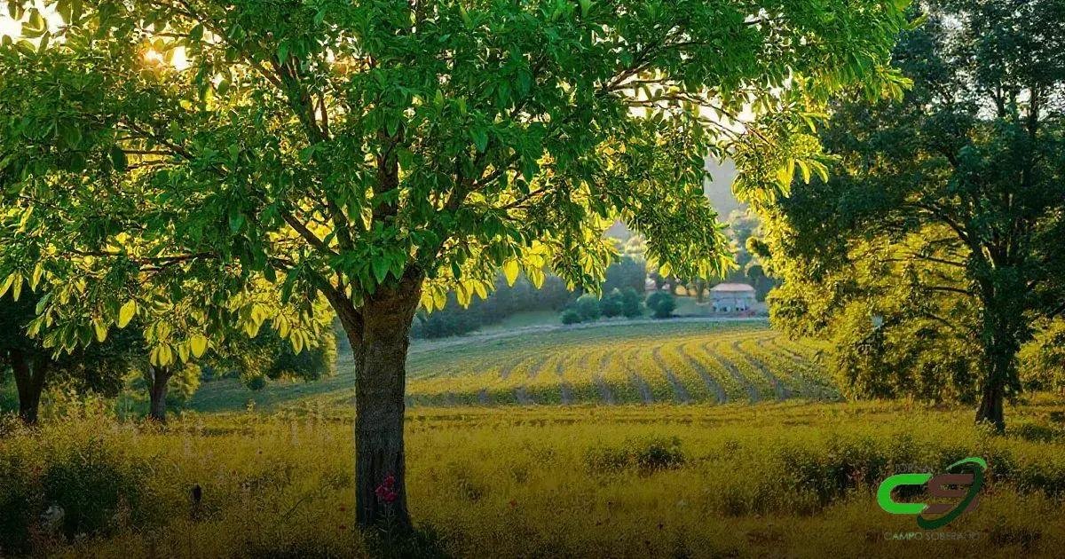 Dicas para o manejo sustentável da árvore citronela